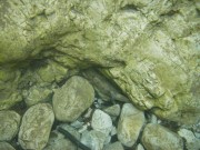 Marble trout hiding between stones