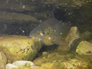 Brown trout Slovenia