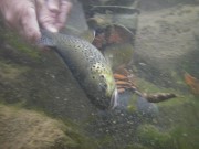 Brown trout C&R small
