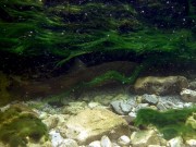 Marble trout in moss Slovenia