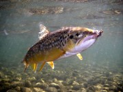 Brown trout freestone river