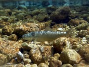 Marble trout in freestone stream Slovenia
