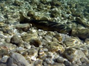Marble trout sleeping