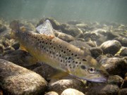 Brown trout in Bistrica