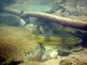 Marble trout sleeping under log