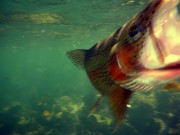 Rainbow trout close