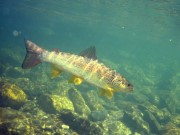 Marble trout in small river