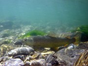 Marble trout resting