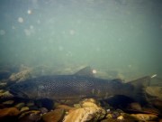 Dark marble trout Slovenia