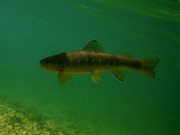 Brown trout in green river Slovenia