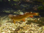 Brook trout Slovenia