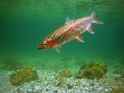 Wild rainbow trout Slovenia