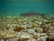 Rainbow trout clear river Soca