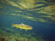 Sava river brown trout