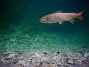 Brown trout in deep pool