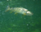 Green colored Brown trout