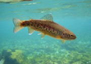 Radovna rainbow trout