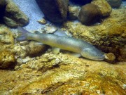 Big marble trout resting in small stream