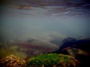 Rainbow trout moss