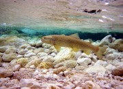 Nice slim marble trout