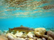 Marble trout in Soca river upper part