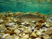 rainbow trout in clear water