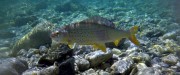 Golden colored Grayling of Soca river
