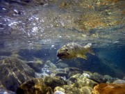 Marble trout feeding small freestone stream