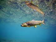 Chalk stream brown trout, Slovenia