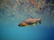 Spring creek brown trout Iscica