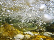 Marble trout hiding under fast current