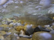 Marble trout under fast current