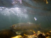 Marble trout under current