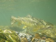 Bistrica brown trout Slovenia