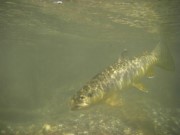 Brown trout underwater Slovenia