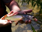 Brook  trout