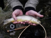 Jacks first little Marble trout