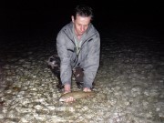 Marble trout on dry fly