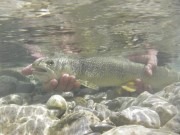 Marble trout C&R, Soca