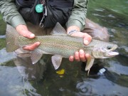 Perfect wiled rainbow trout