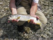 Marble trout, Slovenia