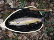 Brown trout, net