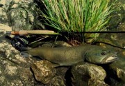 Marble trout rod,