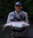 Great Rainbow trout