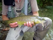 Bistrica Brown trout